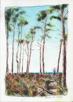 Darß, am Weststrand im Wald